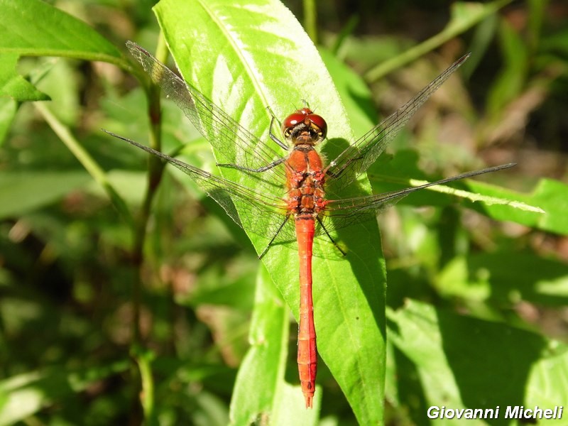 Serie di Libellulidae del Parco del Ticino